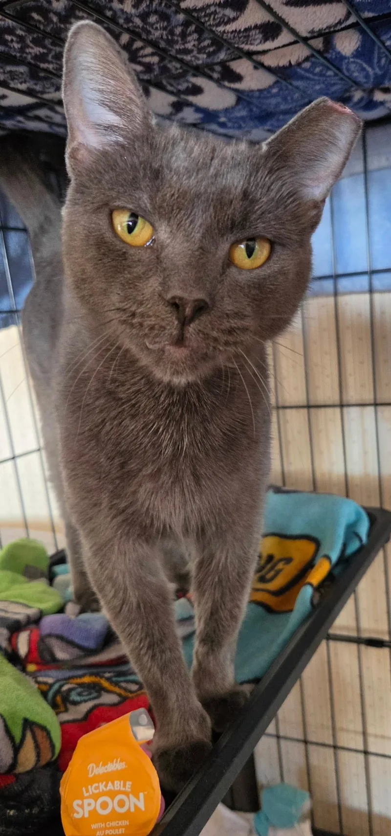 A young medium-sized female Domestic Short Hair cat named Stella for adoption in Mechanicsburg, PA