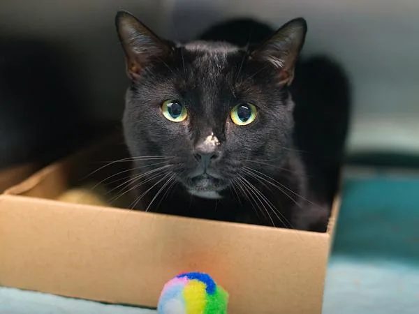 A young medium-sized male Domestic Short Hair cat named Bugsy for adoption in Ridgewood, NY
