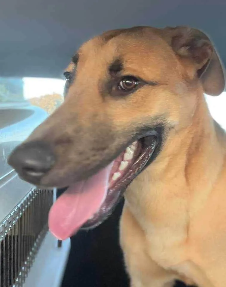 Puttin' On The Blitz!! thumbnail 2