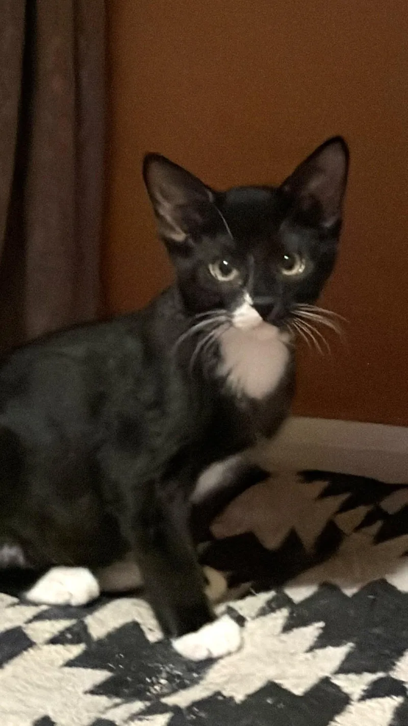 A baby medium-sized male Black & White / Tuxedo Tuxedo cat named Malachite for adoption in Albuquerque, NM