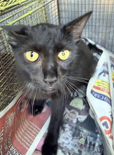 A young medium-sized female Domestic Short Hair cat named Amora for adoption in San Antonio, TX
