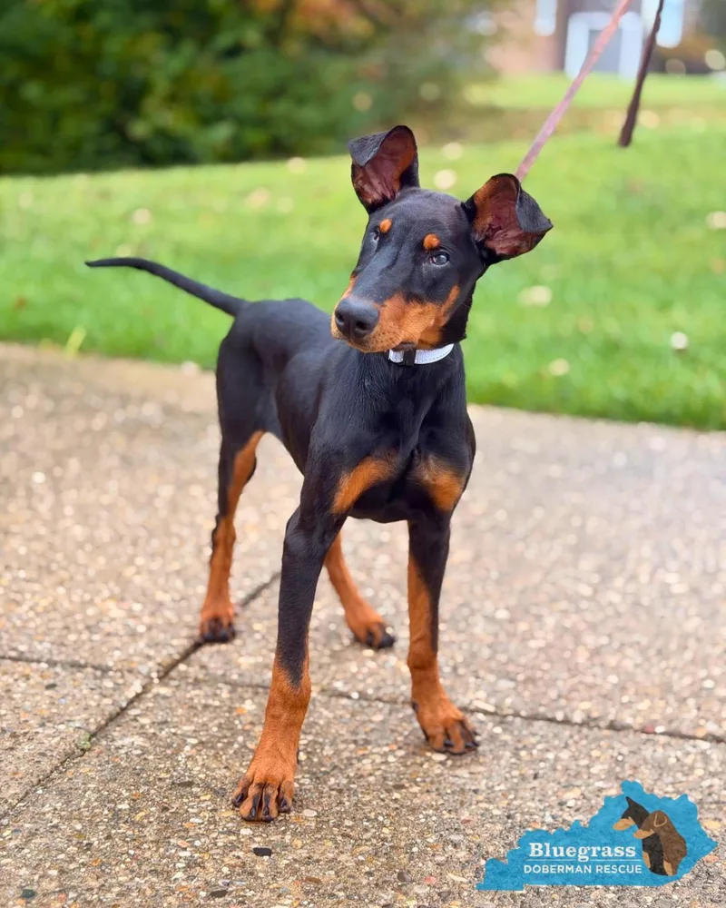 A young medium-sized female Black Doberman Pinscher dog named KatieRaye for adoption in Louisville, KY