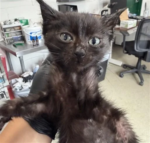 A baby small-sized male Domestic Short Hair cat named Bob for adoption in San Bernardino, CA