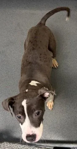 Da  Boston thumbnail 2