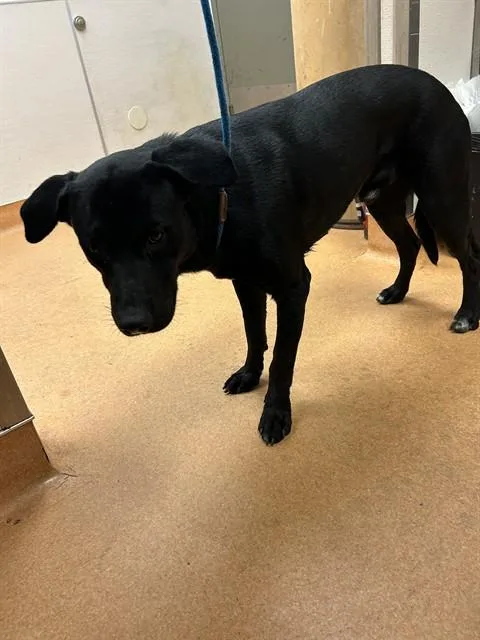 A young large-sized male Labrador Retriever dog named Tom for adoption in Martinez, CA