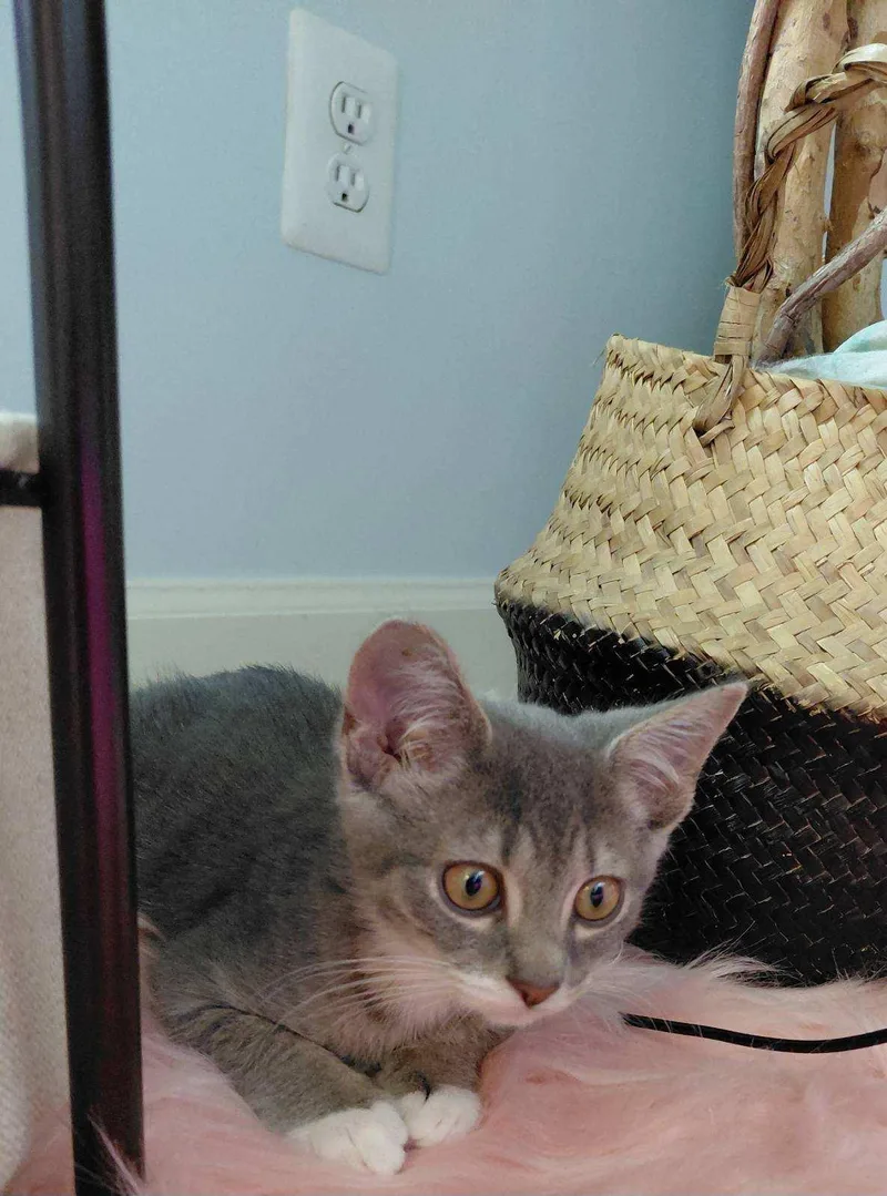 Cutie Pie thumbnail 4