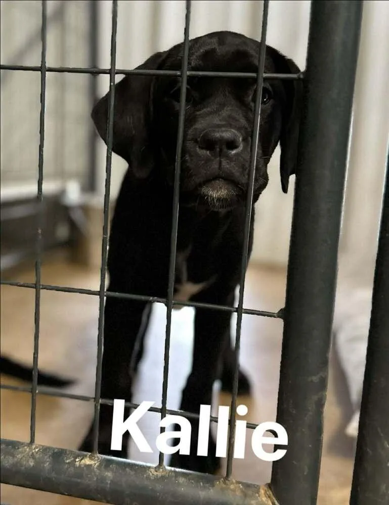 A baby medium-sized female Tricolor (Brown, Black, & White) Labrador Retriever dog named Kallie for adoption in Saugus, MA