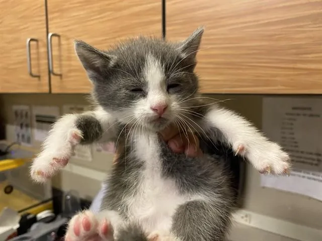 A baby small-sized female Domestic Medium Hair cat named Brook for adoption in Modesto, CA