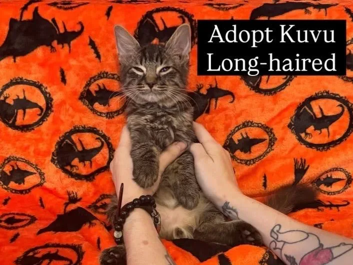 Kovu