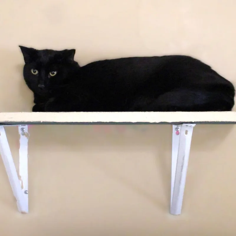 An adult small-sized male Black Domestic Short Hair cat named Georgie for adoption in Yucaipa, CA