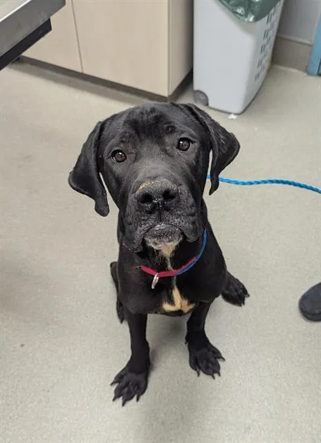 A young large-sized male Great Dane dog named Gumbo for adoption in Las Vegas, NV
