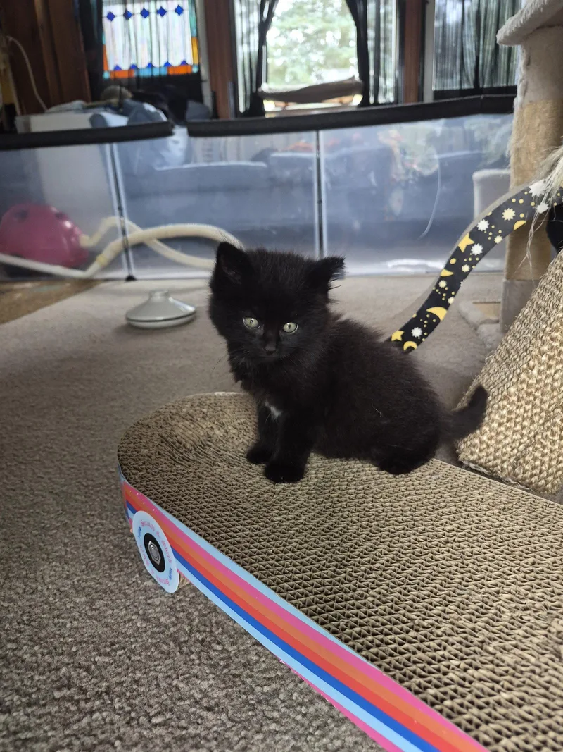 A baby medium-sized male Domestic Long Hair cat named C Puff for adoption in Livonia, MI