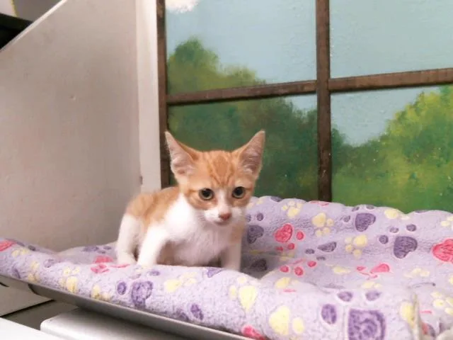 A baby small-sized male Domestic Short Hair cat named Angel for adoption in Houston, TX
