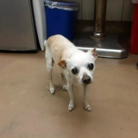 A senior small-sized male White / Cream Chihuahua dog named Rubio for adoption in Northbrook, IL