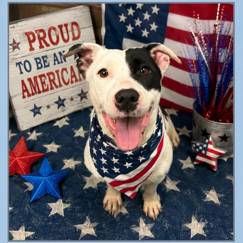 An adult medium-sized female White / Cream Mixed Breed dog named Pesto for adoption in Columbiana, AL