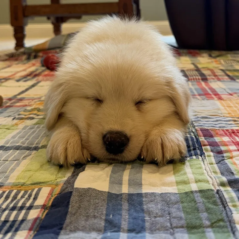 A baby large-sized male Retriever dog named Butterfinger for adoption in Ellicott City, MD