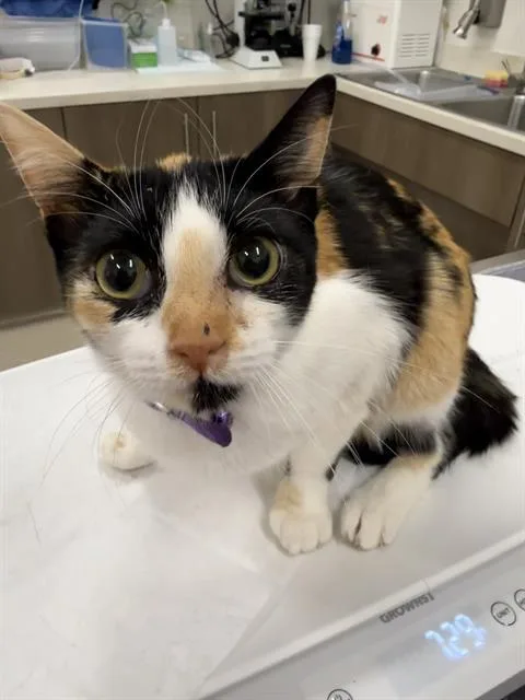 Maya