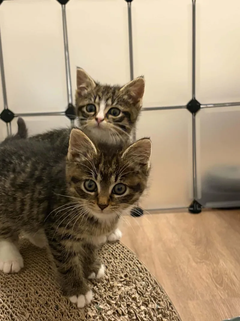 A baby small-sized male Domestic Short Hair cat named Mojo for adoption in Milwaukee, WI