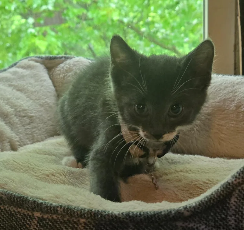 A baby medium-sized male Domestic Short Hair cat named Mr. Krabs for adoption in Brainardsville, NY