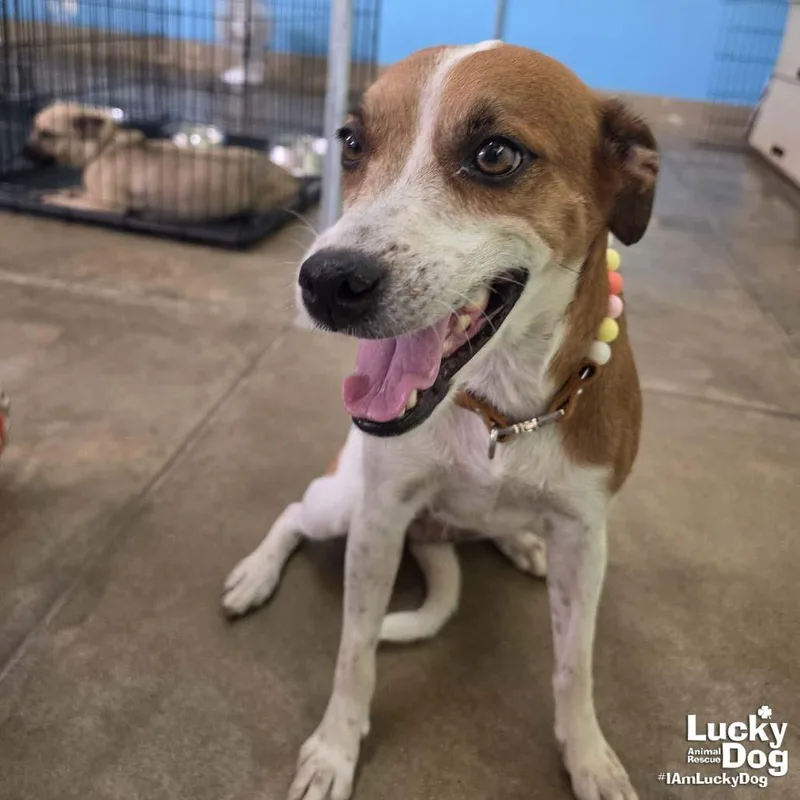 A young medium-sized female Labrador Retriever dog named Chapa for adoption in Washington, DC