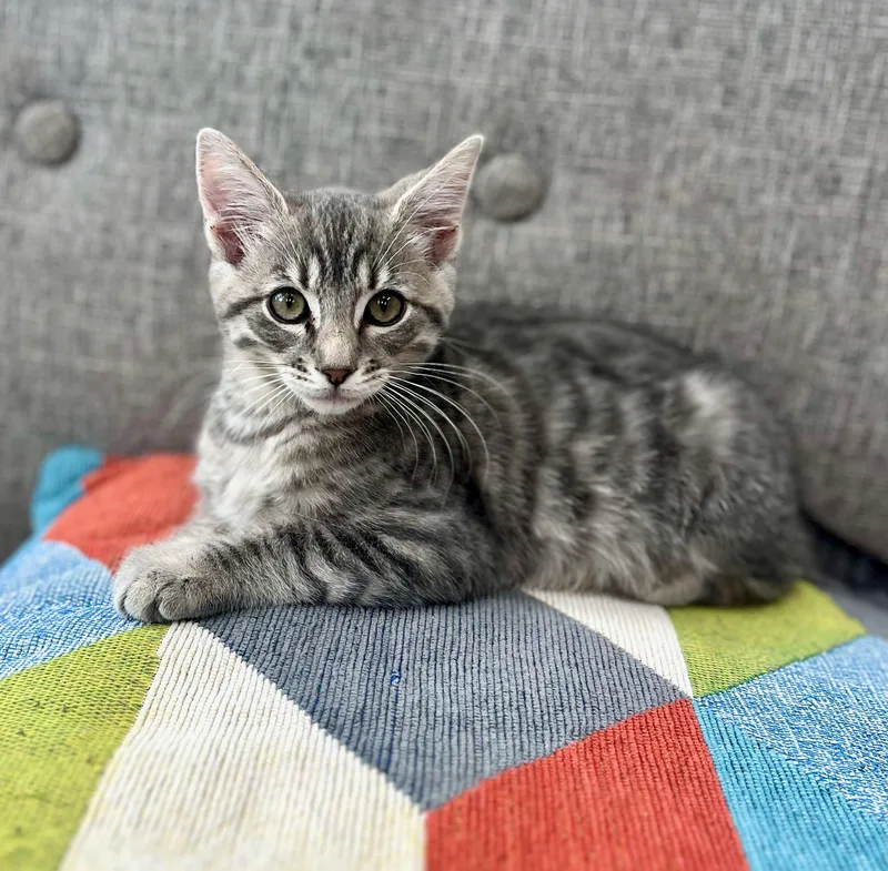 A baby medium-sized male Tabby (Gray / Blue / Silver) Tabby cat named Micah for adoption in The Dalles, OR