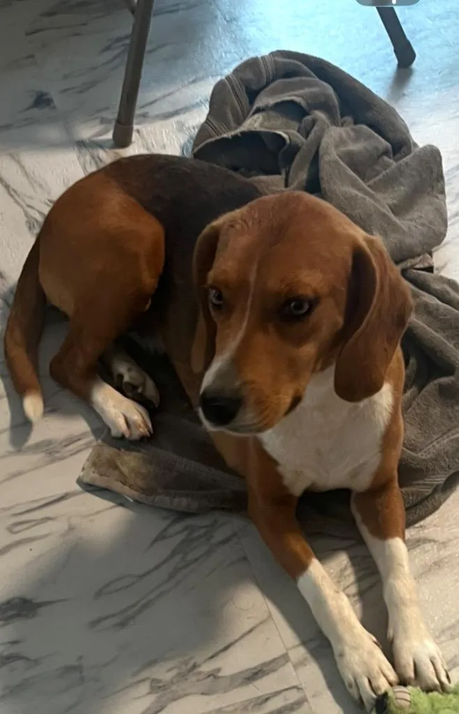 A young medium-sized female Bicolor Beagle dog named Rosie for adoption in Ruston, LA