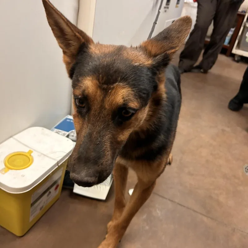 A young medium-sized male German Shepherd Dog dog named Bart for adoption in Flagstaff, AZ