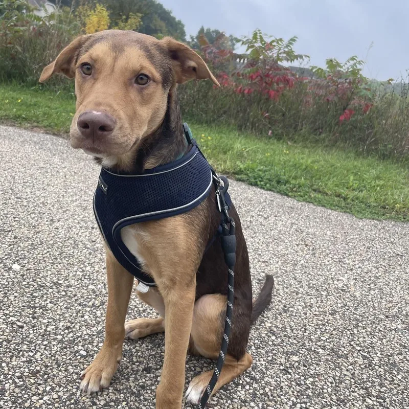 A young medium-sized male Brown / Chocolate Pit Bull Terrier dog named Thor for adoption in Chaska, MN
