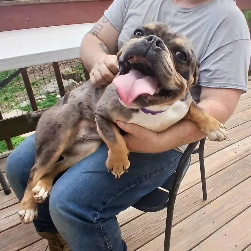 A young medium-sized female Merle (Blue) American Bully dog named Clementine for adoption in Saugerties, NY