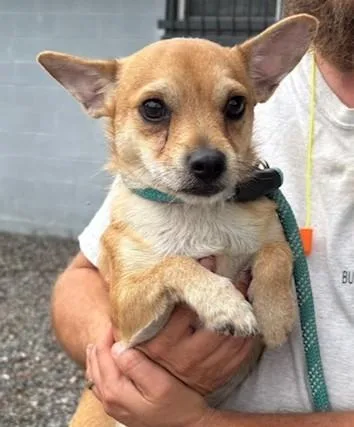 A young small-sized male Yellow / Tan / Blond / Fawn Chihuahua dog named George for adoption in Lambertville, NJ