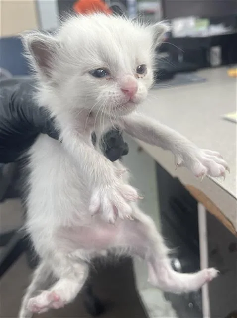 A baby medium-sized male Domestic Short Hair cat named Rascal for adoption in Dallas, TX