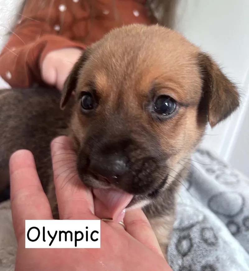 Olympic thumbnail 2