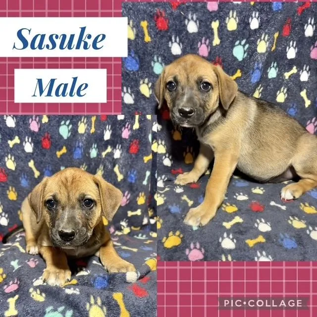 A baby medium-sized male Catahoula Leopard Dog dog named Sasuke for adoption in Manchester, CT