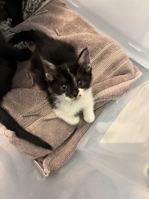 A baby small-sized female Domestic Short Hair cat named Spider Gwen for adoption in San Jose, CA