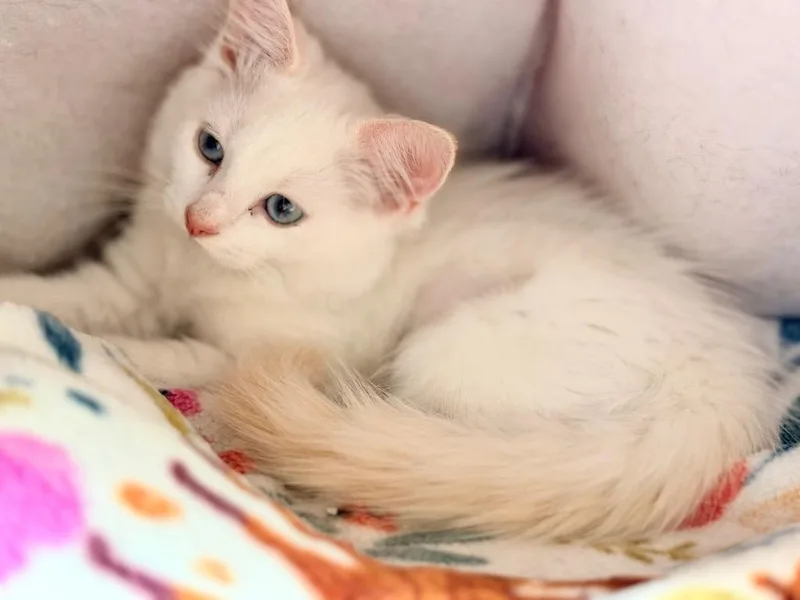 A baby small-sized female Domestic Long Hair cat named Cloudy for adoption in Peru, NY