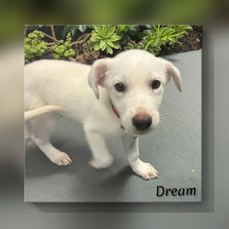 A baby large-sized male Great Pyrenees dog named Dream for adoption in Fredericksburg, VA