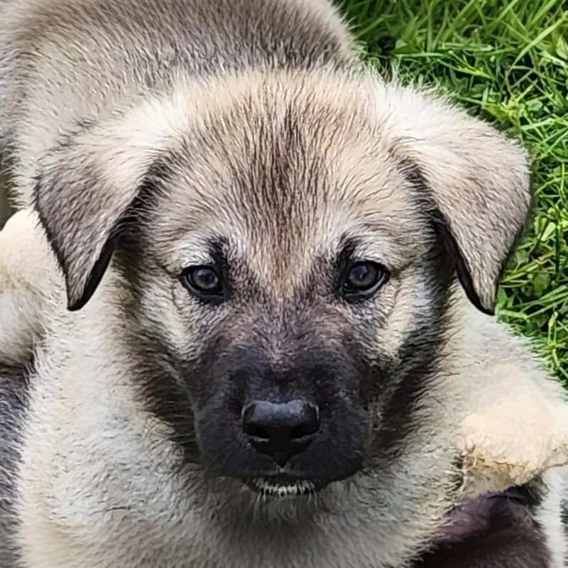 Mutt