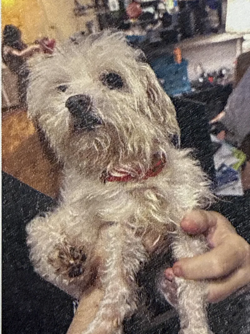 An adult small-sized male White / Cream Maltese dog named Pico for adoption in Houston, TX