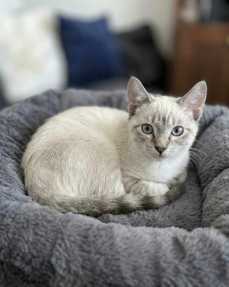 A baby small-sized male Siamese cat named Ajax for adoption in Coachella, CA