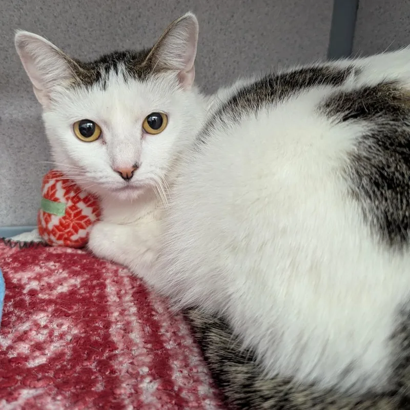 An adult small-sized female Brown / Chocolate Domestic Short Hair cat named Itzy for adoption in Evansville, IN
