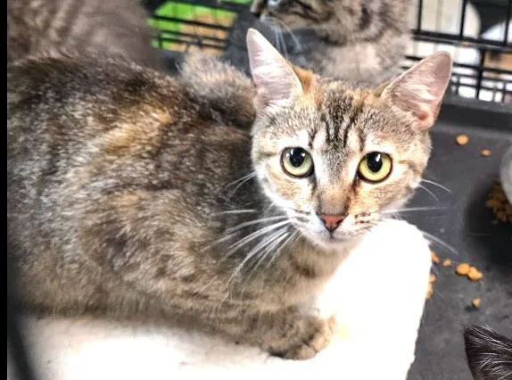 A baby medium-sized female Domestic Medium Hair cat named Nebula for adoption in Crossville, TN