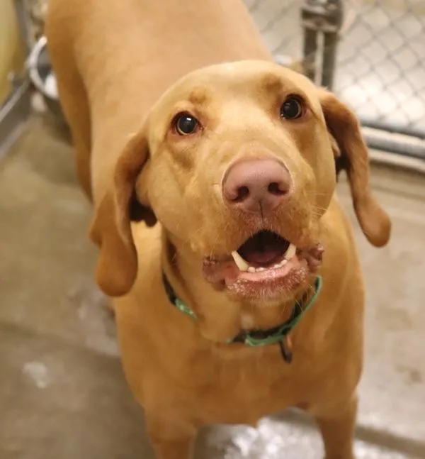 An adult large-sized male Vizsla dog named Oliver for adoption in Sioux City, IA