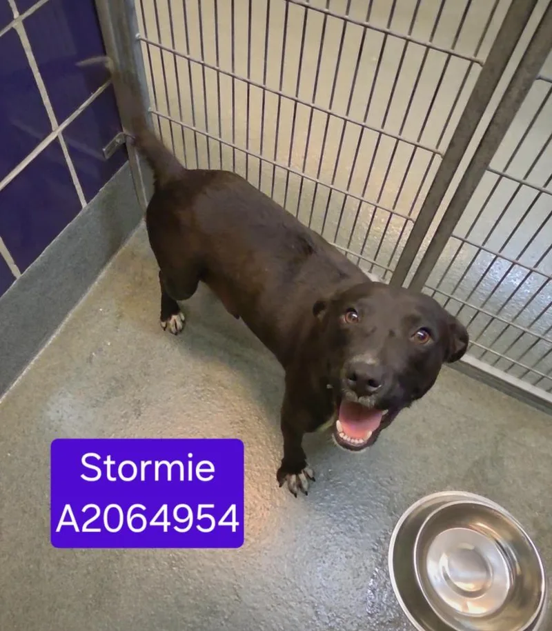 Stormie