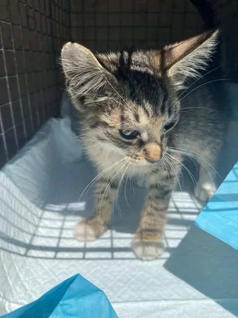 A baby small-sized female Domestic Short Hair cat named Pixie for adoption in Fort Myers, FL