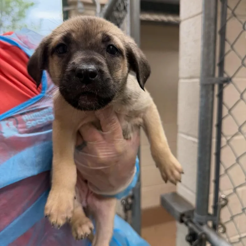 A baby small-sized female Yellow / Tan / Blond / Fawn Black Labrador Retriever dog named Luce Talzin for adoption in Reno, NV