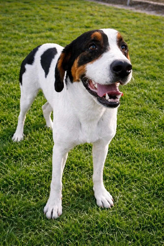 An adult large-sized male Tricolor (Brown, Black, & White) Hound dog named Henry for adoption in Boston, MA