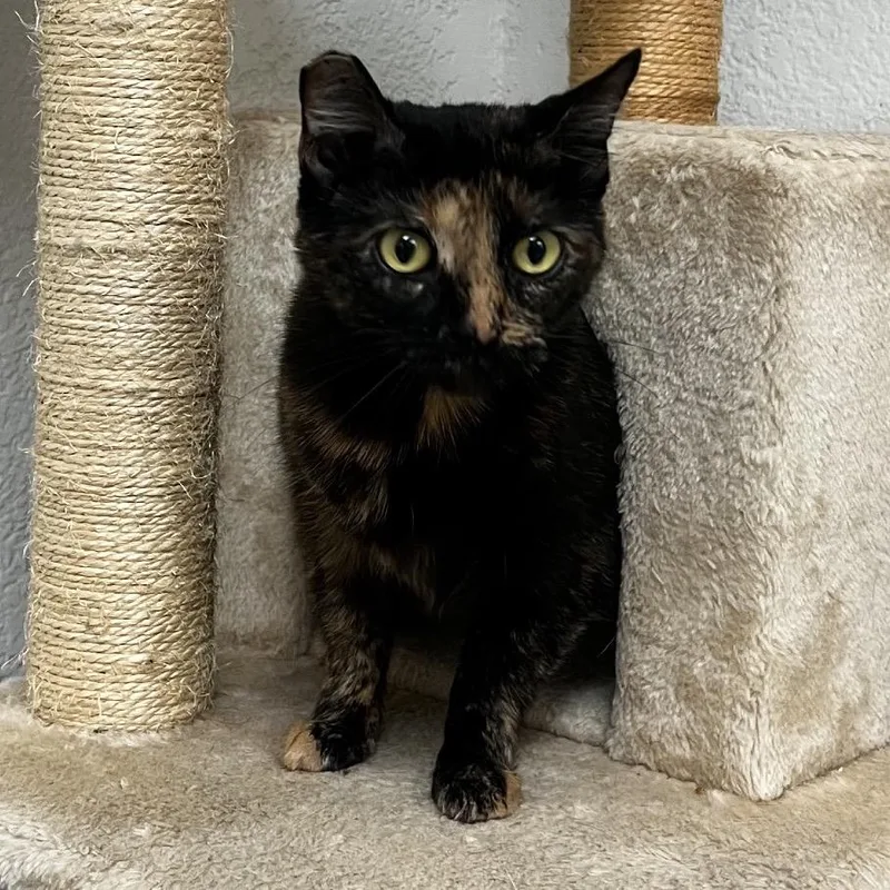 Josie