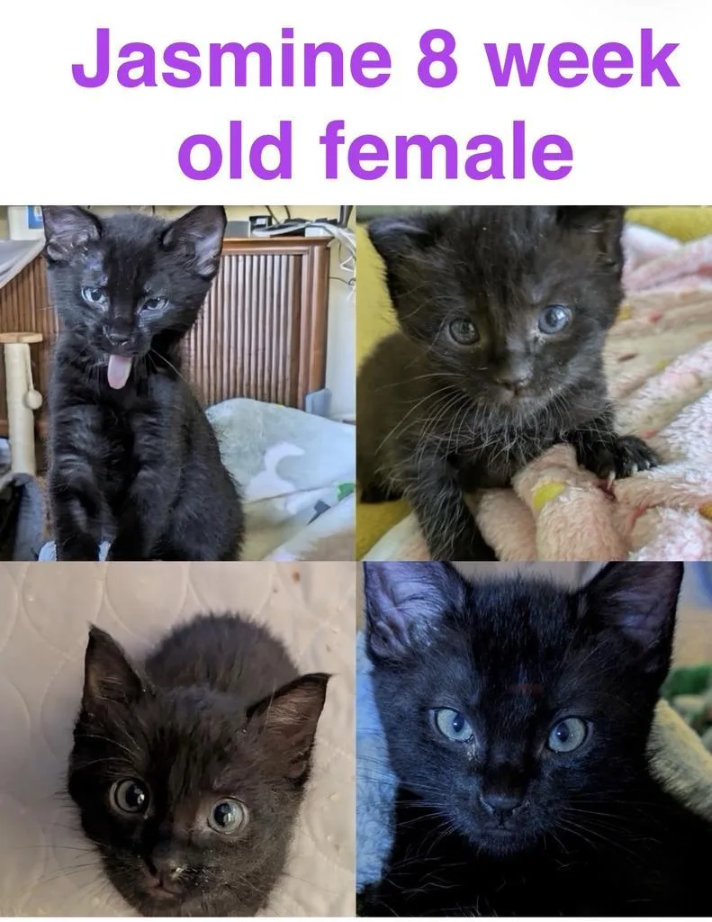 A baby medium-sized female Domestic Short Hair cat named Jasmine for adoption in Mustang, OK