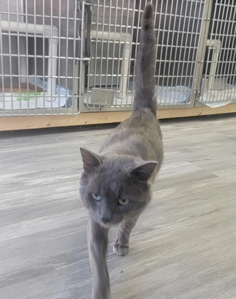 An adult medium-sized male Gray / Blue / Silver Domestic Short Hair cat named Cannon for adoption in Fertile, MN