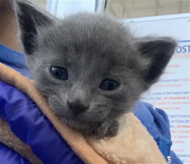 A young medium-sized male Domestic Short Hair cat named Colby Jack for adoption in Dallas, TX